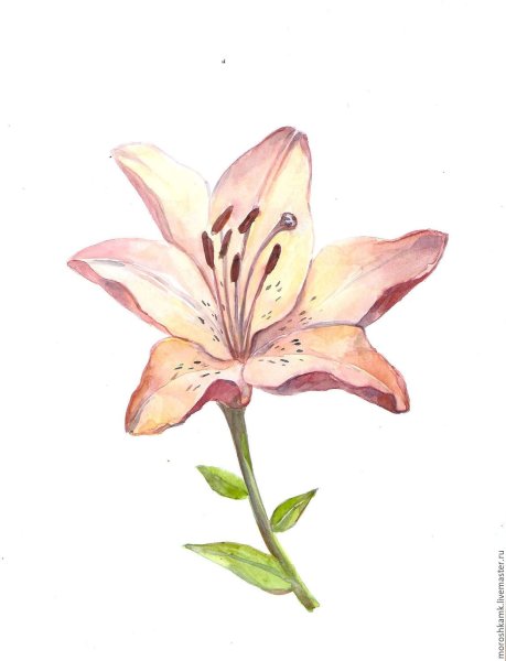 Лилия акварелью