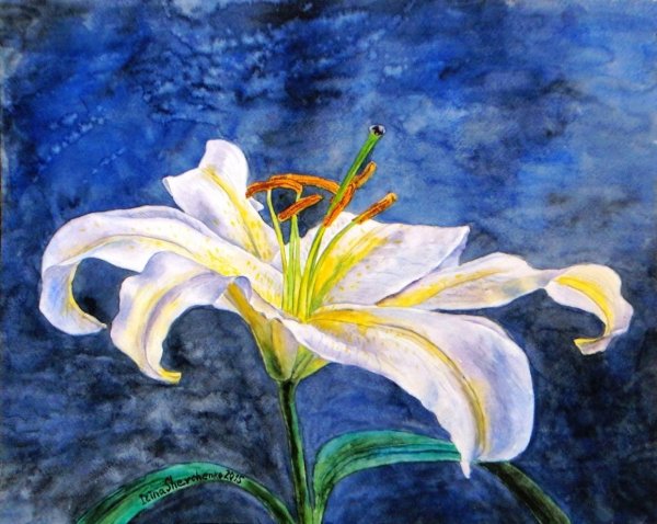 Белая Лилия акварелом
