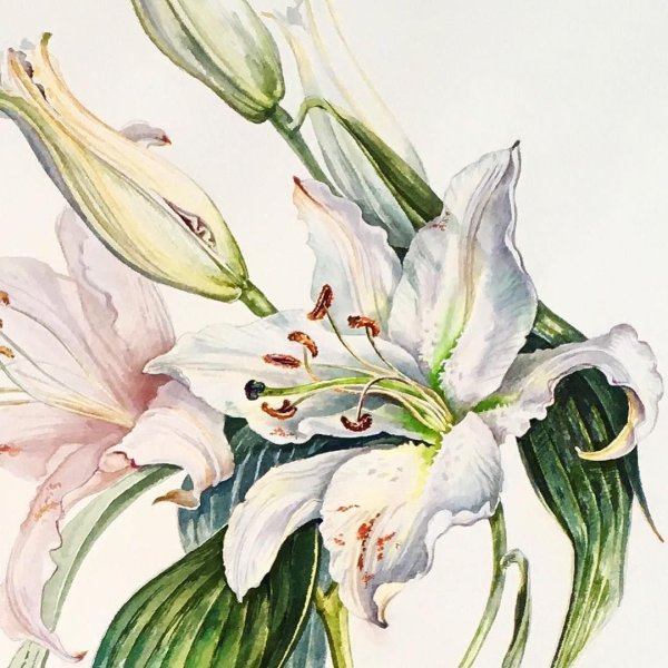 Лилия Ботаническая иллюстрация акварелью