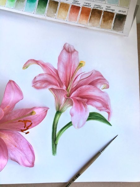 Розовые лилии акварель