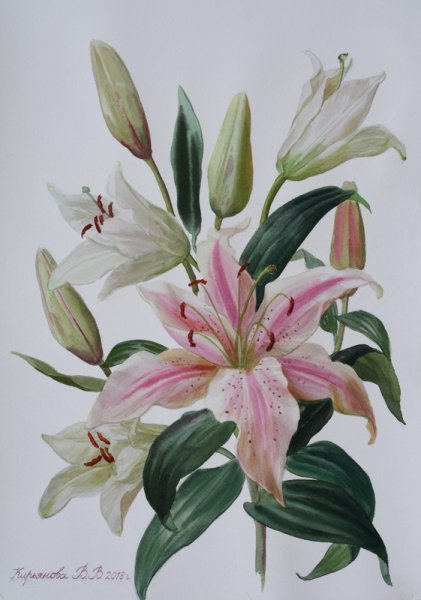 Скетчинг акварель цветы Лилия