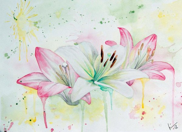 Лилия цветок акварель