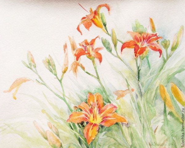 Лилейник рыжий Ботаническая иллюстрация