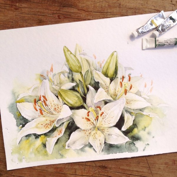 Цветы лилии акварель