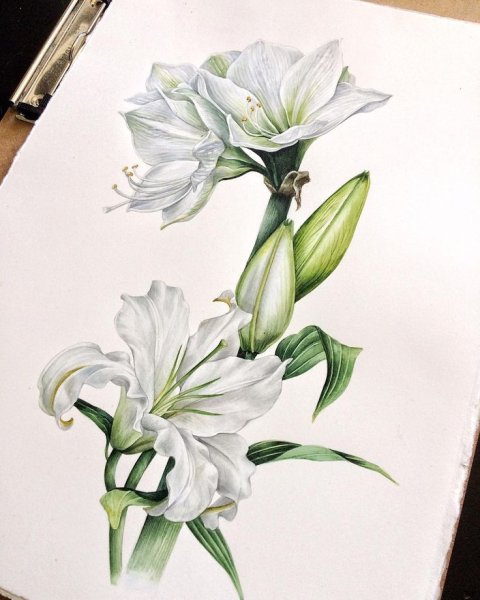 Амариллис Ботаническая зарисовка