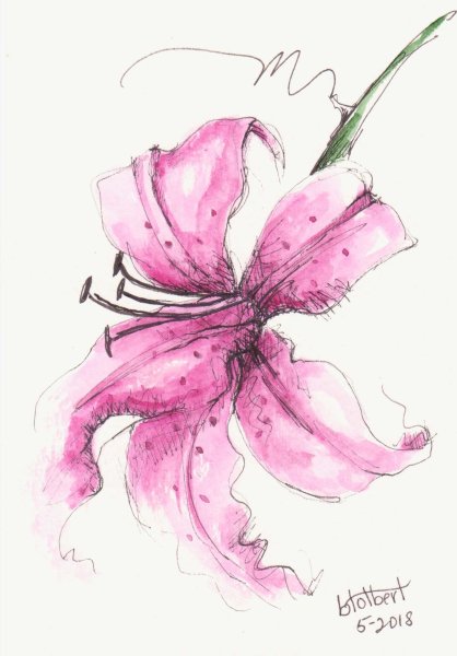 Лилии акварельными карандашами