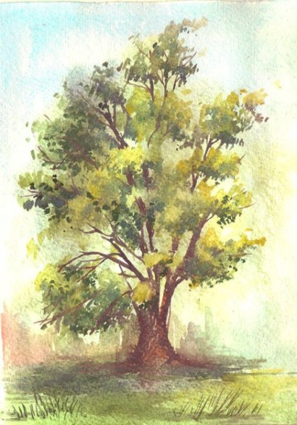 Этюд акварель derevo