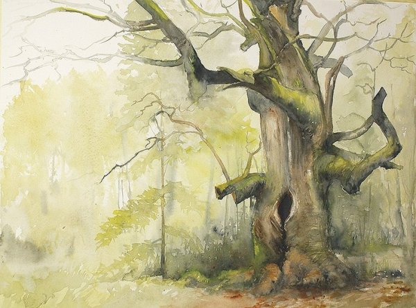 Дуб акварелью