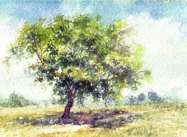 Этюды деревьев акварелью