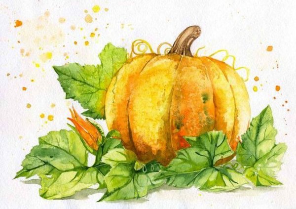 Рисование тыквы акварелью