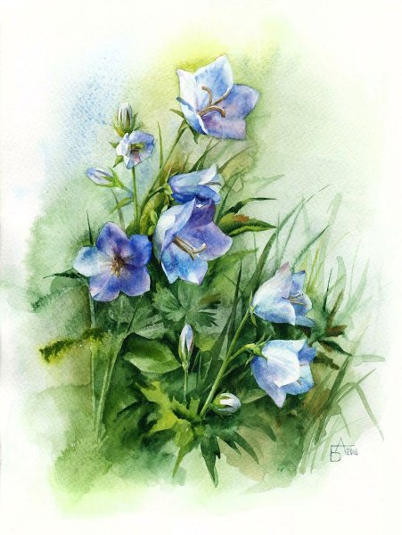 Цветы акварель Анастасии Бесединой