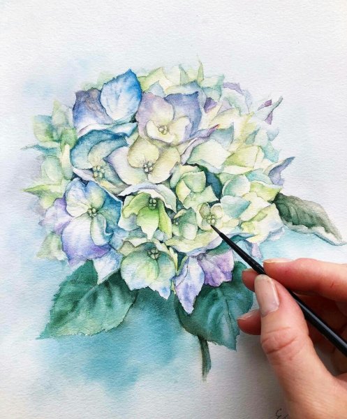 Гортензия скетчинг