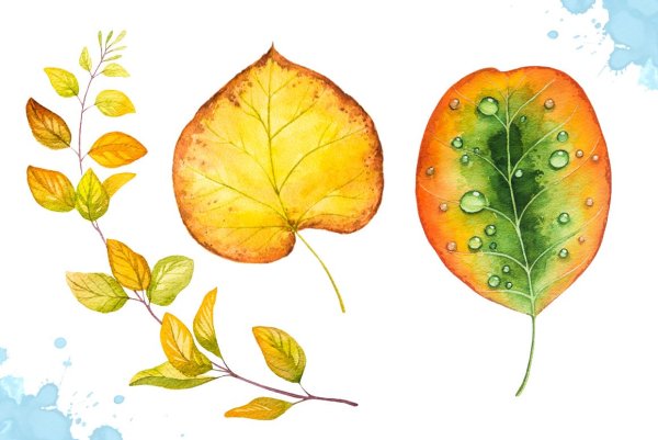 Осенние листья акварель