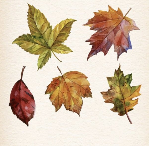 Осенние листья акварель