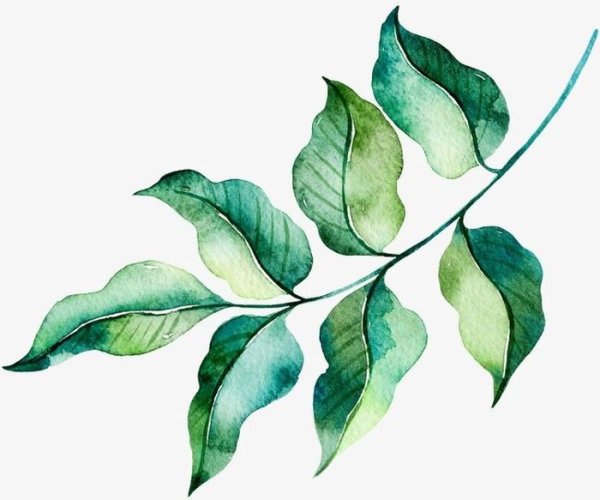 Листья деревьев акварелью