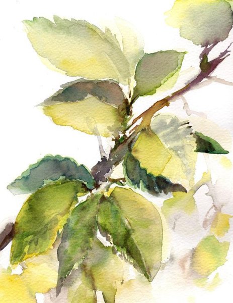 Тропические листья акварелью