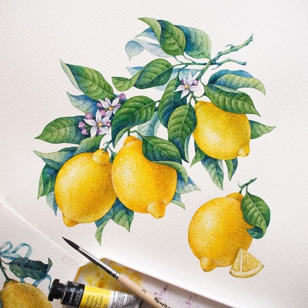 Лимон Ботаническая иллюстрация