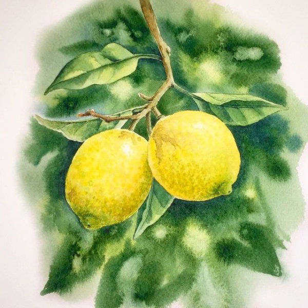 Ветка лимона акварель