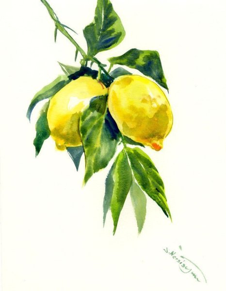 Ветка лимона