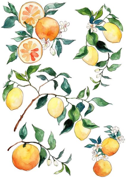 Ветка лимона акварель