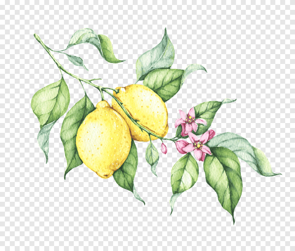 Ветка лимона акварель