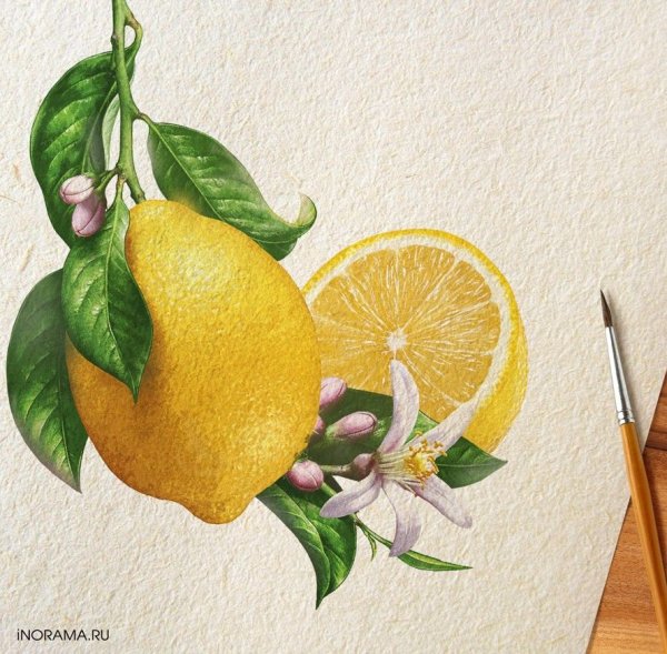 Ветка лимона акварель