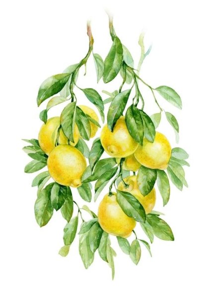 Ветка лимона