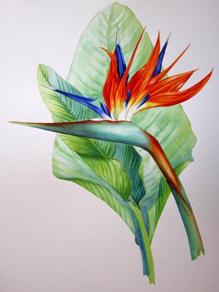 Стрелиция тростниковая (Strelitzia juncea)