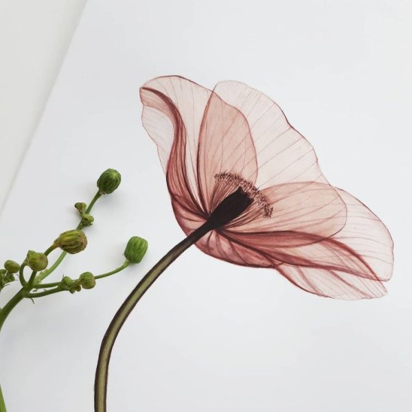 Вдохновение для рисования акварелью