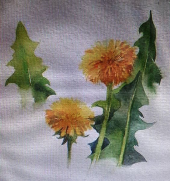 Этюд одуванчика акварель