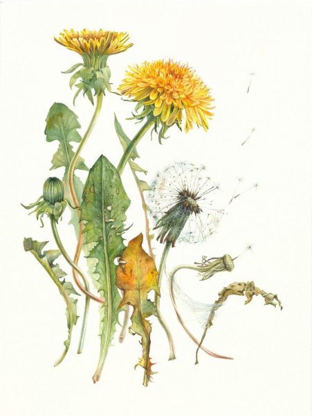 Одуванчик скетч акварелью