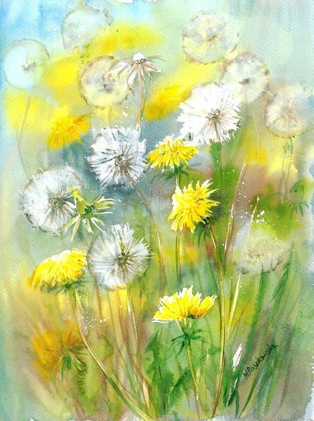 Одуванчик иллюстрация