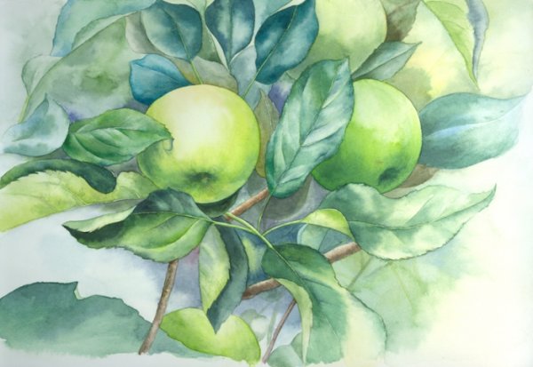 Зеленое яблоко акварелью