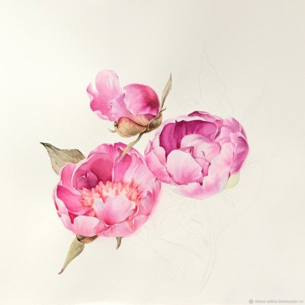 Пионы Watercolor