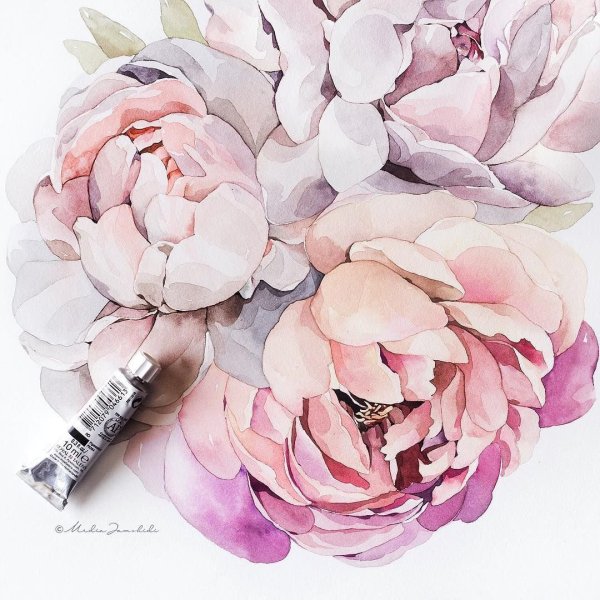 Пудровые пионы акварель