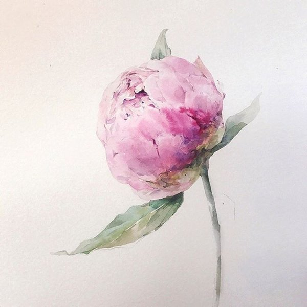 Пионы акварель