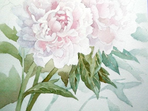 Пионы акварель
