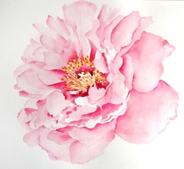 Пионы акварель