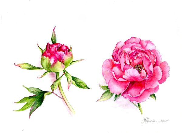 Пион акварель Ботаническая
