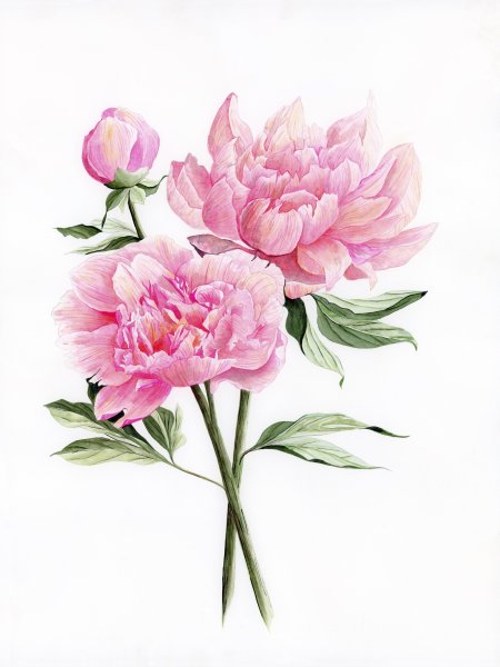 Акварель Тюлькина пионы