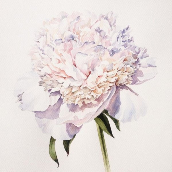 Белые пионы акварель Андрияка