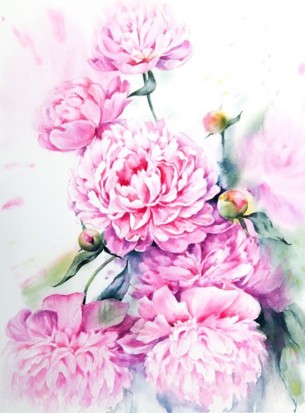 Пионы акварель