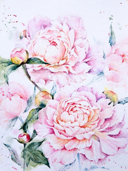Пудровые пионы акварель