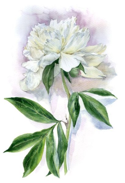 Листья пиона акварель