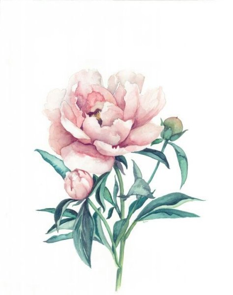 Пионы Акварельные Сканди