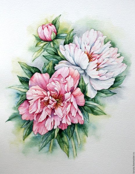 Рисовпные пионы