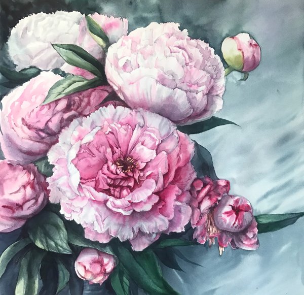 Пион Вероника Калачева акварель