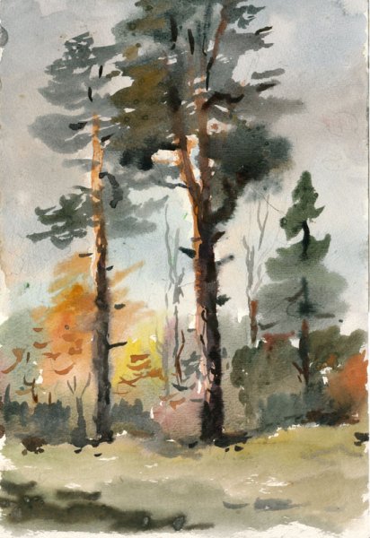 Сосна акварелью