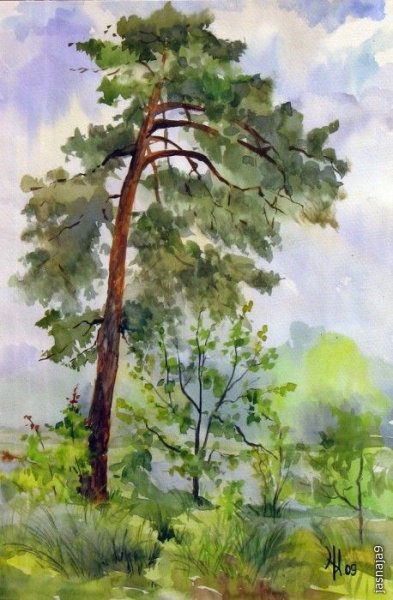 Пленэр дерево акварелью береза