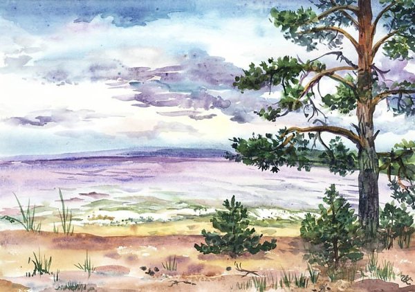 Сосна гуашью